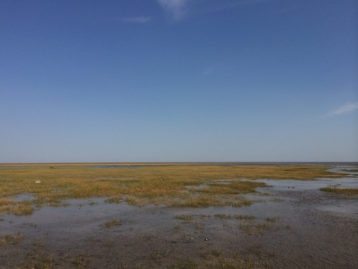 Hudson and James Bay Peatland