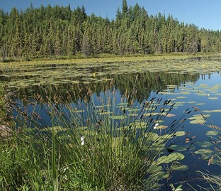 Wetland