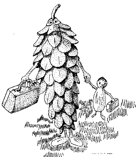 seed
