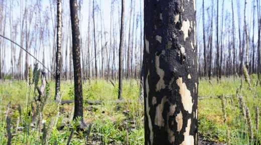Fire affected site