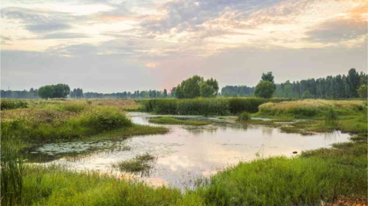 Cranberry farm