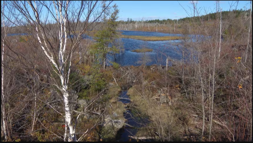 wetland-porters-lake.png