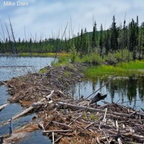 Beaver dam