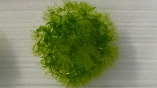 Space Moss!