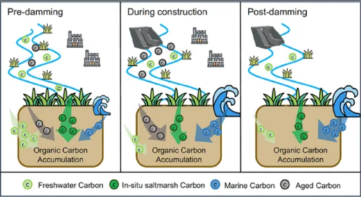 Blue Carbon Vulnerability Revealed by Damming- and Eutrophication-Induced Source Shifts in River-Connected Marshes