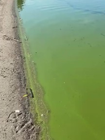 Algal Bloom